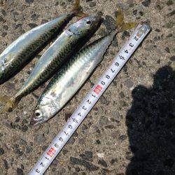 LSJ &オクトパッシング