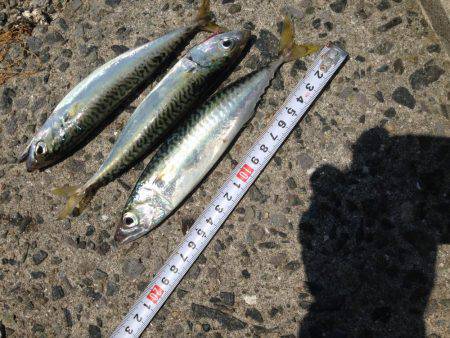 LSJ &オクトパッシング