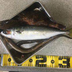 アナゴ&ガシラからのサバ