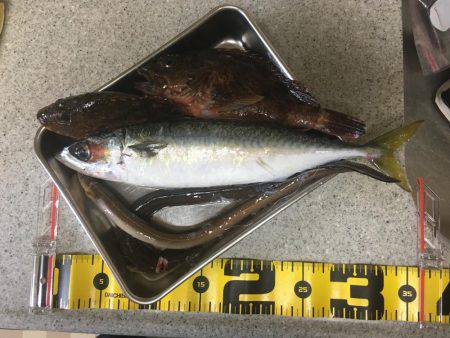 アナゴ&ガシラからのサバ