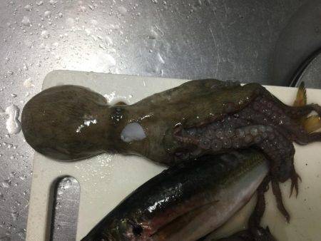 タチウオまだはやい