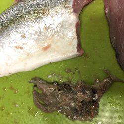 夏休み初釣行！