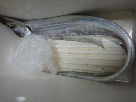 今年初の太刀魚です・・・