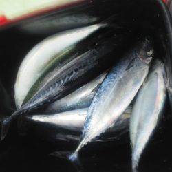 フカセ釣り・・・カッオ・サバ・イサキ・・