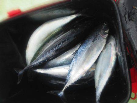 フカセ釣り・・・カッオ・サバ・イサキ・・