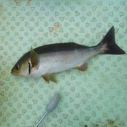 カッオ・・・・・良く引くは・・・