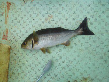 カッオ・・・・・良く引くは・・・