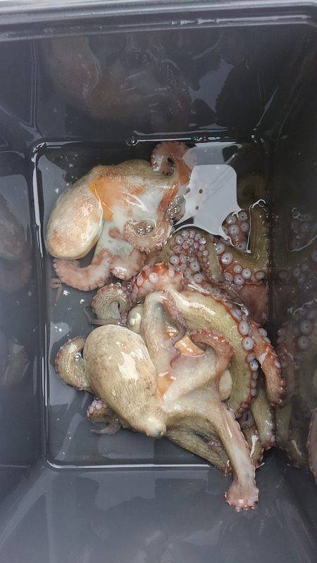 ぼくの夏休みパート5