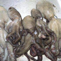 タコ釣りランガン