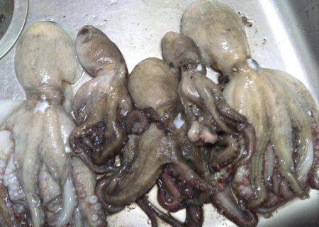 タコ釣りランガン