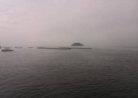 梅雨の合間の波止タコ