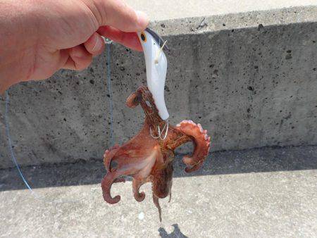 五目タコエギｄｅタコ