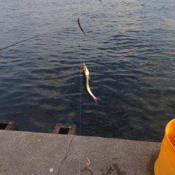 タチウオ釣りに。