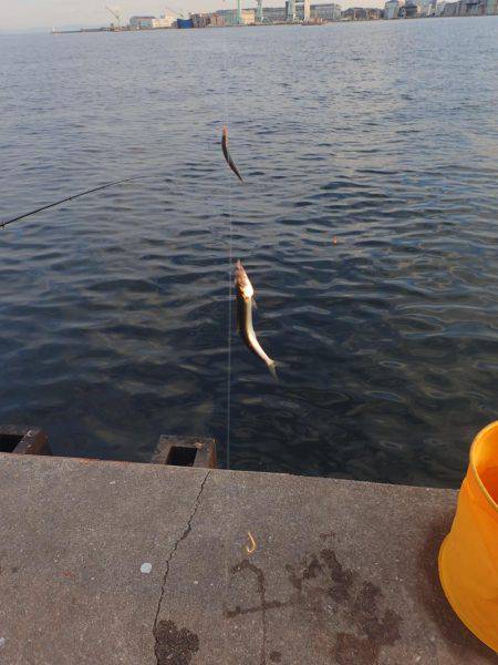 タチウオ釣りに。