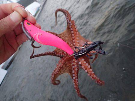 五目タコエギｄｅタコ