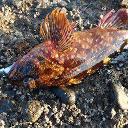 カサゴ＆ムラソイポンポン