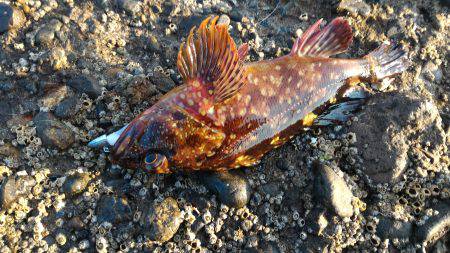 カサゴ＆ムラソイポンポン