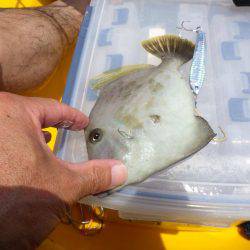 マイカヤック 五目ジギング