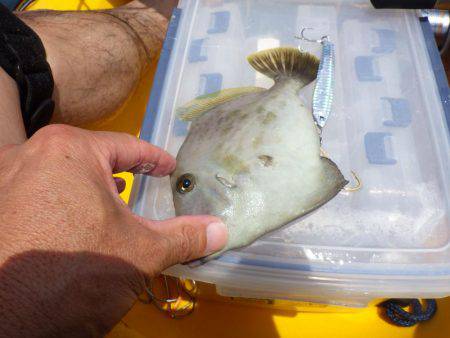マイカヤック 五目ジギング