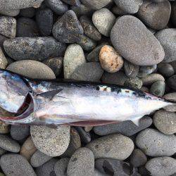 ソウダガツオ、ペンペンシイラ、ワカシのリリース祭り