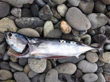 ソウダガツオ、ペンペンシイラ、ワカシのリリース祭り