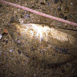 キビレ調査　ＮＯ，２９