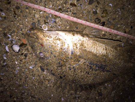 キビレ調査　ＮＯ，２９