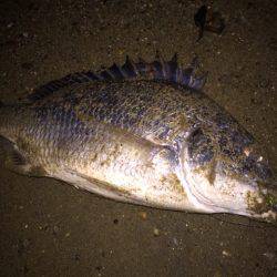 キビレ調査 NO,27