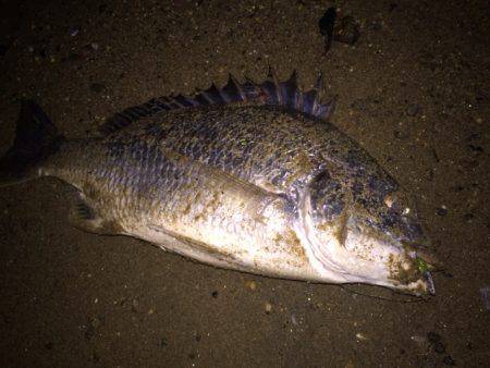 キビレ調査 NO,27