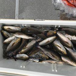 へいみつ丸 釣果