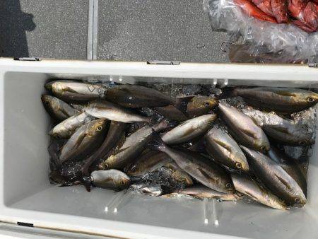 へいみつ丸 釣果