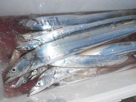 こうゆう丸 釣果