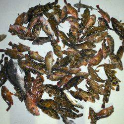 TOPGUN名古屋 釣果