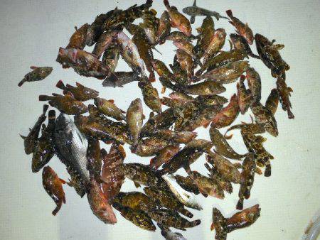 TOPGUN名古屋 釣果