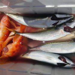 遊漁船 新鋭丸 釣果