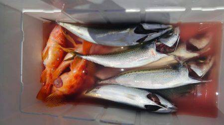 遊漁船 新鋭丸 釣果