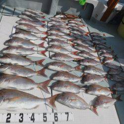 遊漁船 幸友丸 釣果