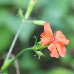 小菅トラウトガーデン 釣果