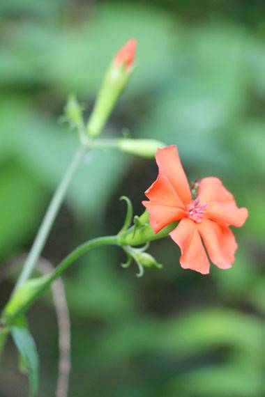 小菅トラウトガーデン 釣果
