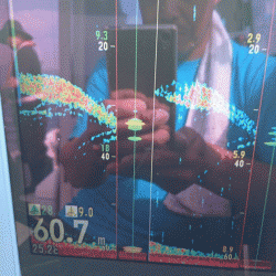 遊漁船ブルーウッズ 釣果