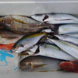 遊漁船 新鋭丸 釣果