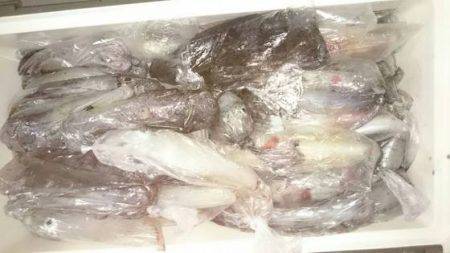 寿裕 （YOSHIHIRO） 釣果