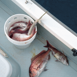 遊漁船ブルーウッズ 釣果