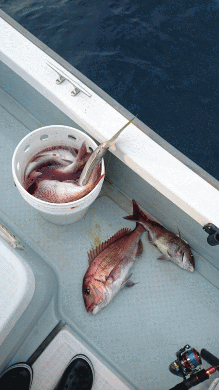 遊漁船ブルーウッズ 釣果