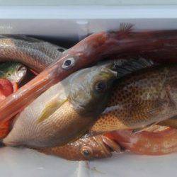 遊漁船 新鋭丸 釣果