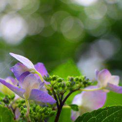 小菅トラウトガーデン 釣果