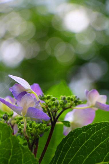 小菅トラウトガーデン 釣果