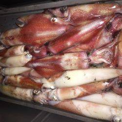 幸風（さちかぜ） 釣果