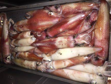 幸風（さちかぜ） 釣果