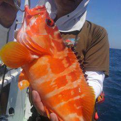 遊漁船 新鋭丸 釣果